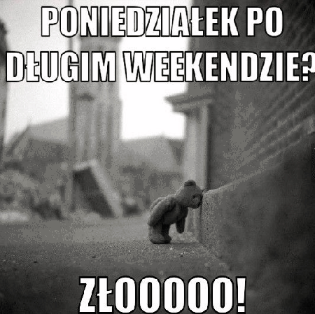 Samotny miś w poniedziałek